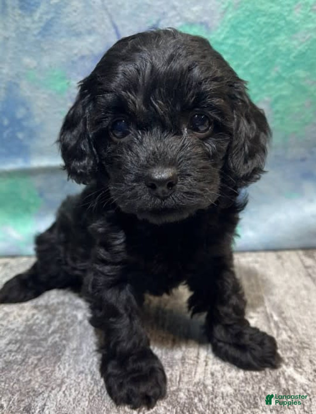 Cavapoo dogs for sale: Sandi - Image 1