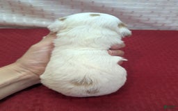 Cavapoo dogs for sale: Forky - Image 1