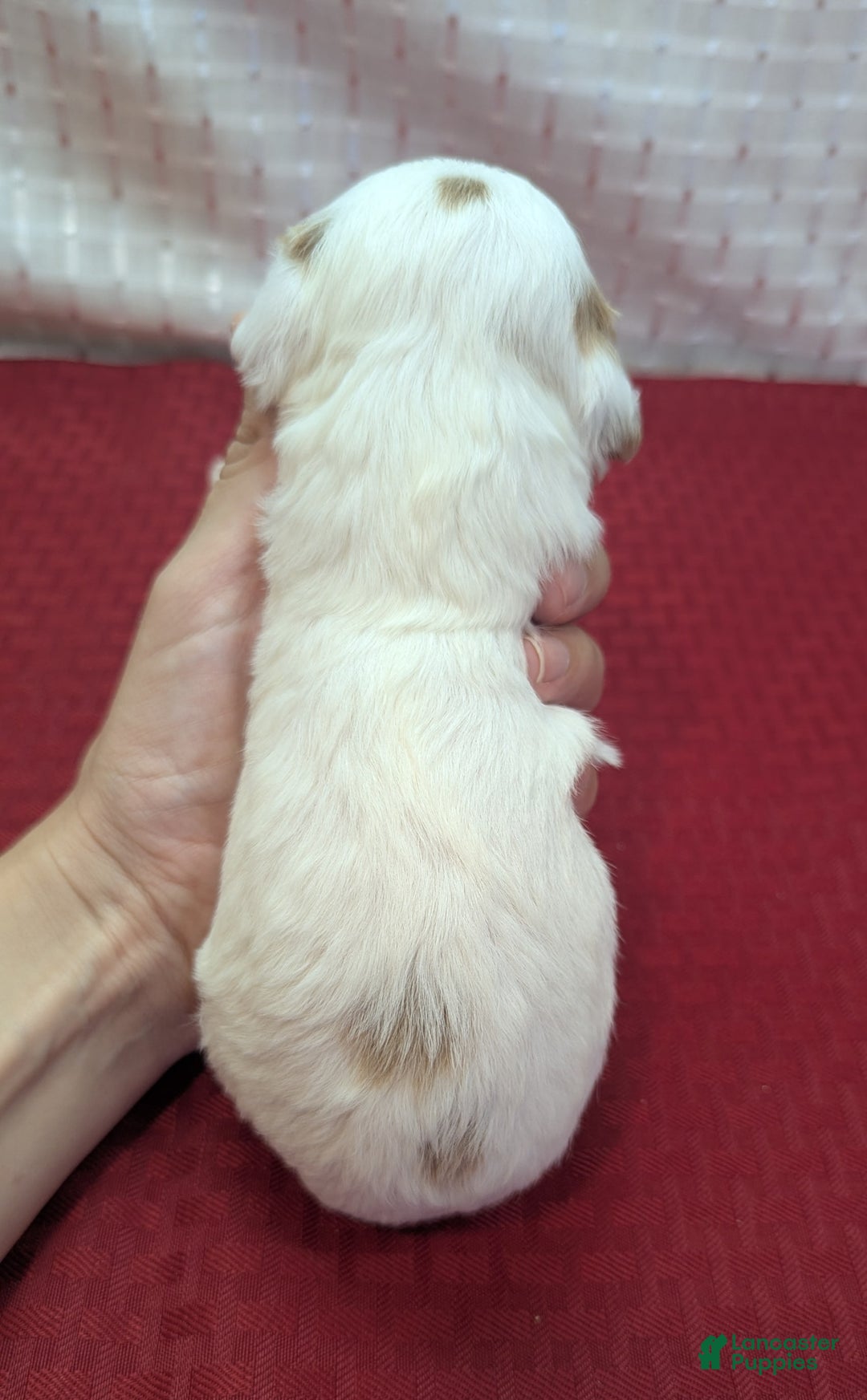 Cavapoo dogs for sale: Forky - Image 1