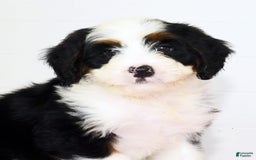 Mini Bernedoodle dogs for sale: Theo - Image 9