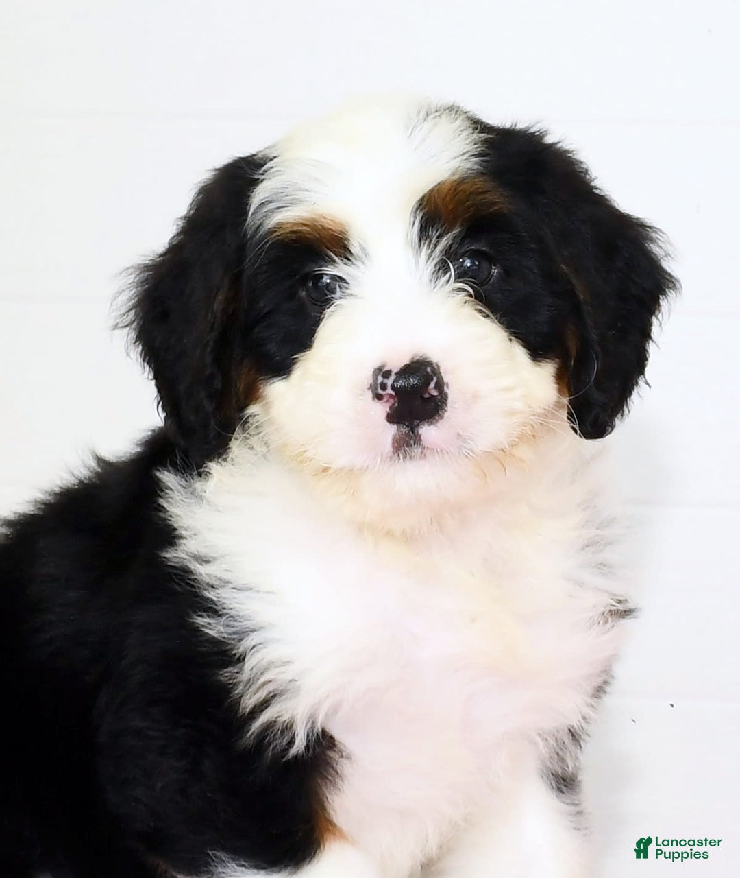 Mini Bernedoodle dogs for sale: Theo - Image 9