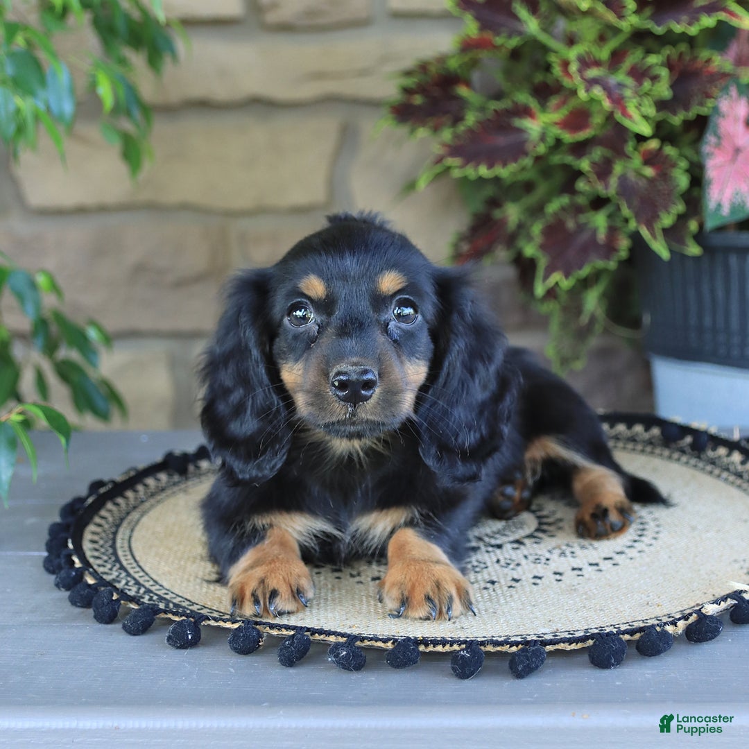 Miniature Dachshund dogs for sale: Liam - Image 2