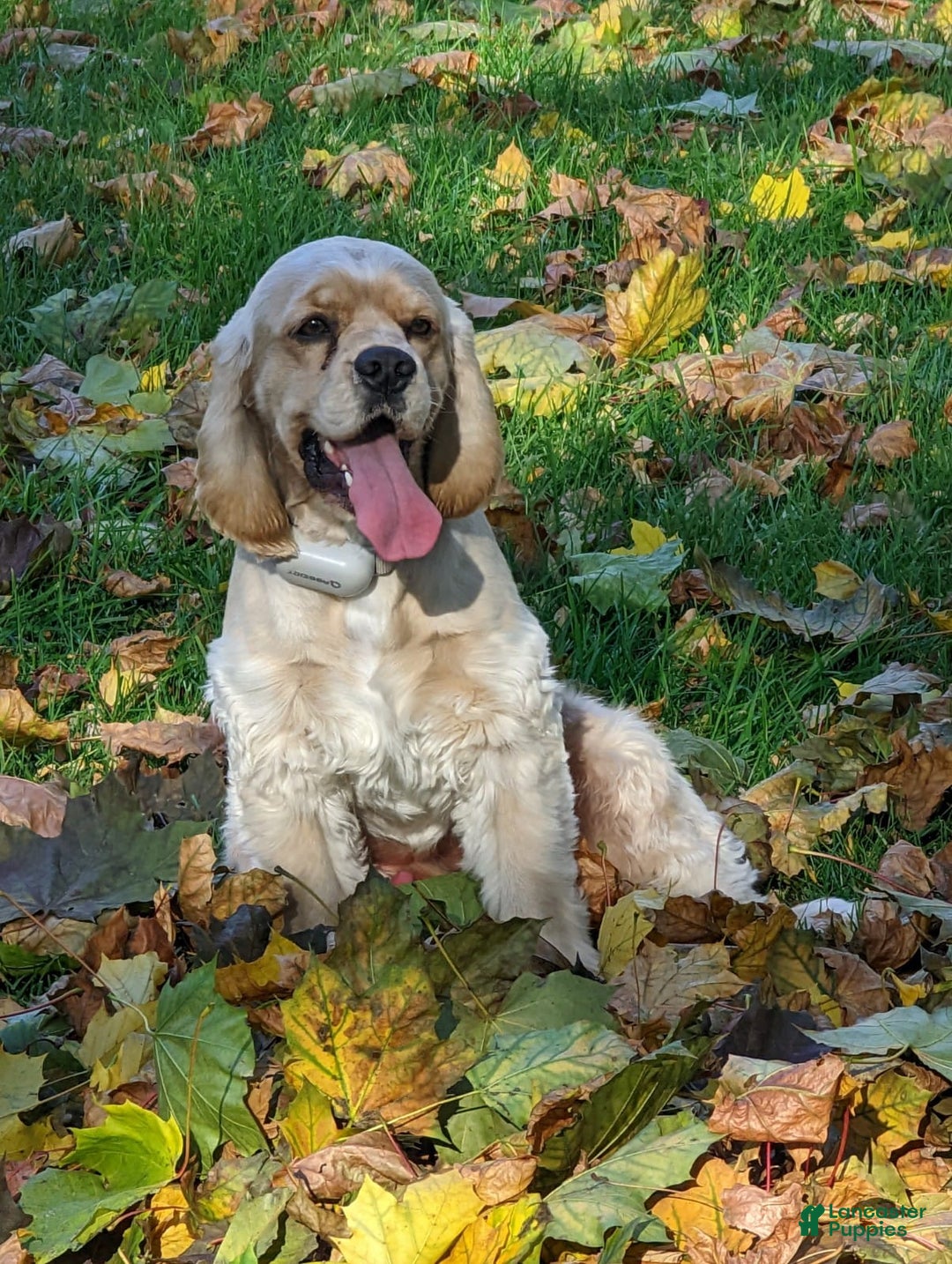Cocker Spaniel dogs for sale: Bently - Image 8