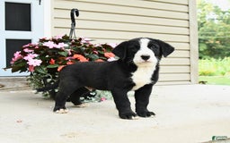 Bernese Mountain Dog dogs for sale: Pepper - Image 1