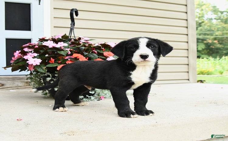 Bernese Mountain Dog dogs for sale - Ad 2