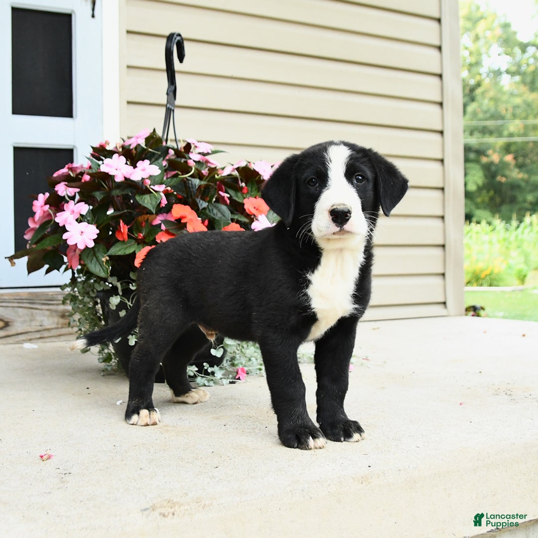 Bernese Mountain Dog dogs for sale: Pepper - Image 1