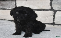 Cavapoo dogs for sale: Cavapoo 5 puppies - Image 2