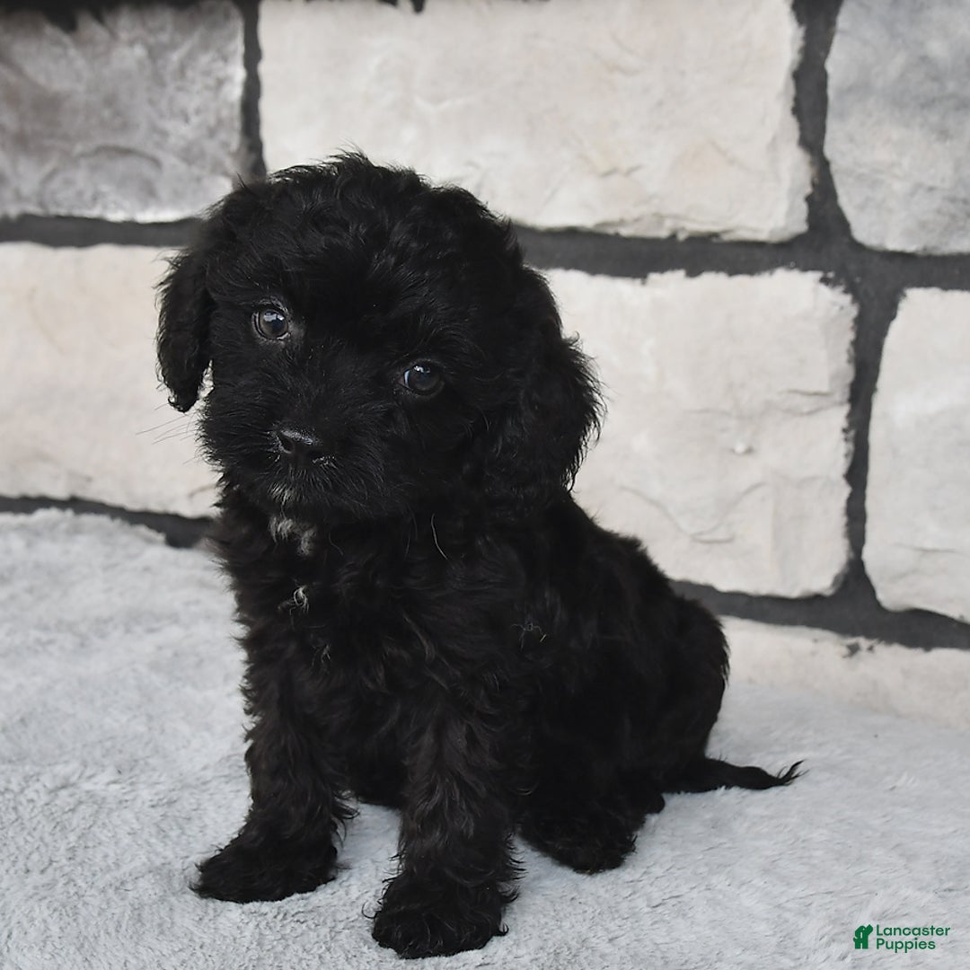 Cavapoo dogs for sale: Cavapoo 5 puppies - Image 2