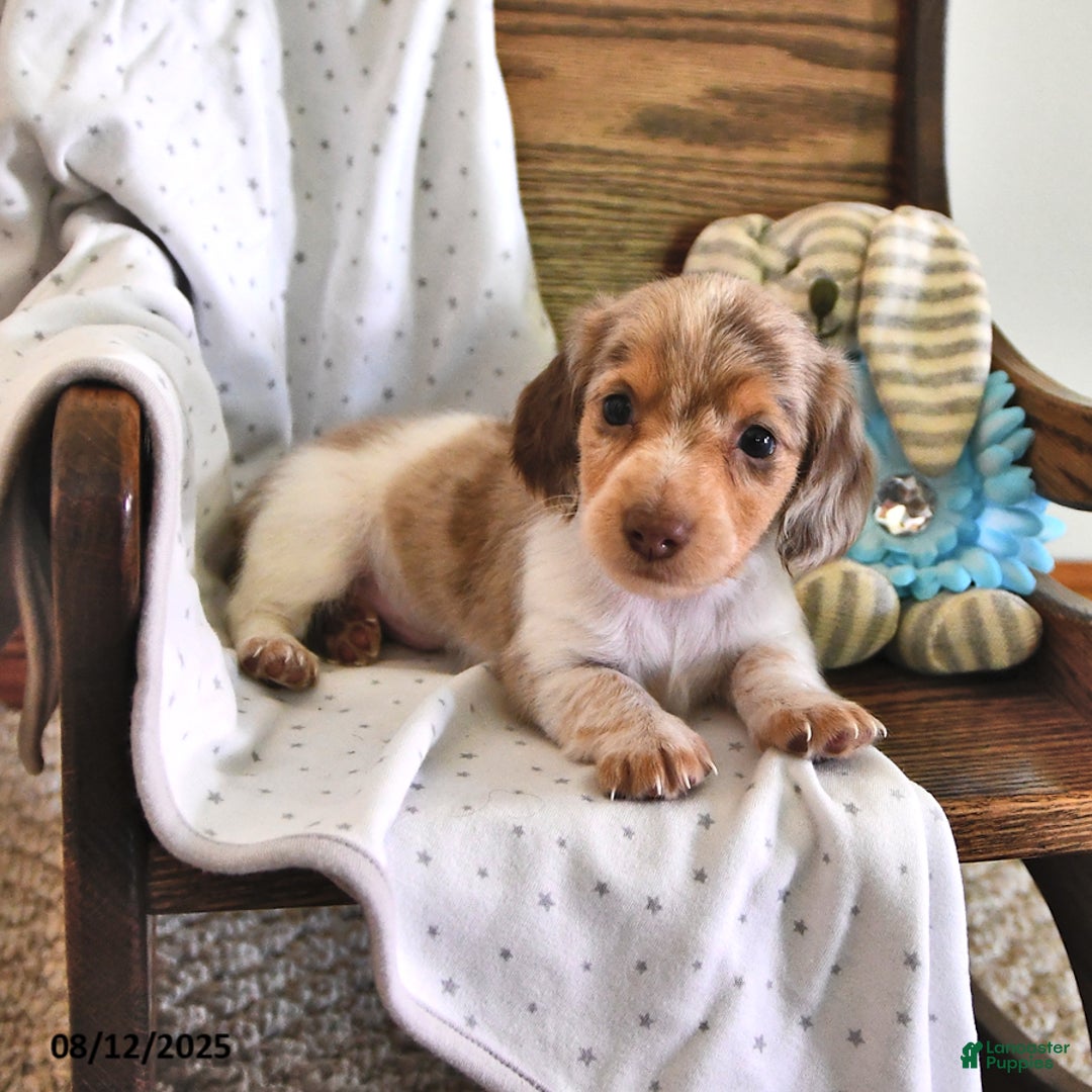 Miniature Dachshund dogs for sale: Tucker - Image 1