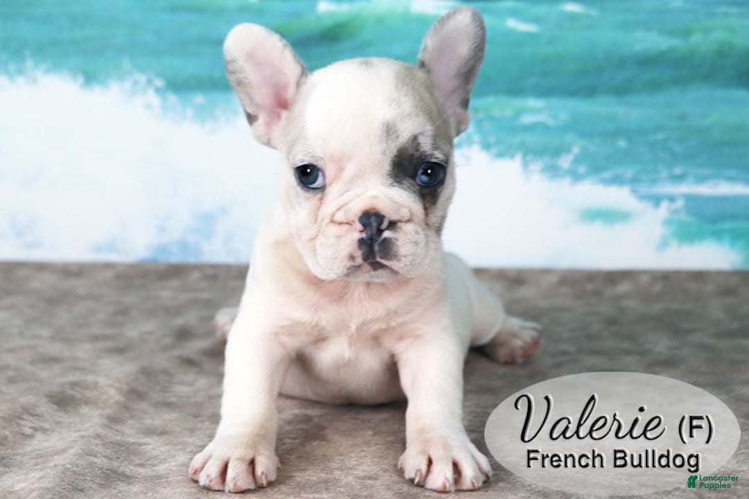French Bulldog dogs for sale: Valerie - Image 4