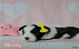 Yorkshire Terrier dogs for sale: Molly - Image 3
