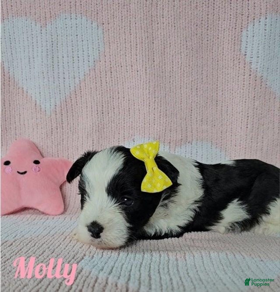 Yorkshire Terrier dogs for sale: Molly - Image 3
