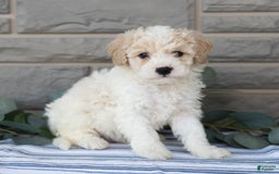 Bichpoo dogs for sale: Kevon - Image 2