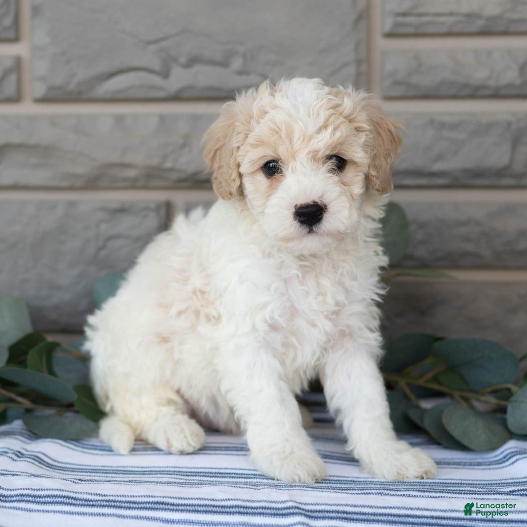 Bichpoo dogs for sale: Kevon - Image 2