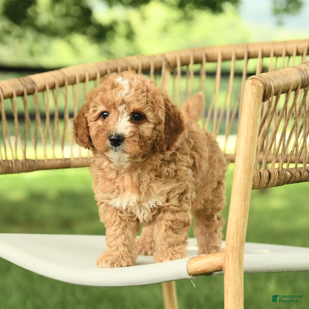 Mini Bernedoodle dogs for sale: Hazel - Image 5