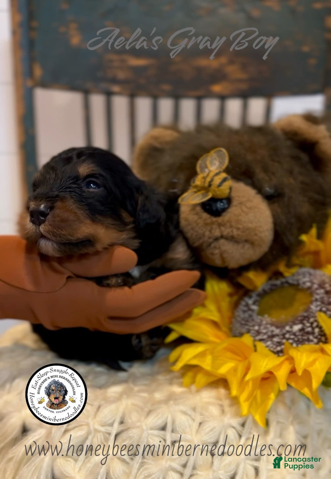 Mini Bernedoodle dogs for sale: Aelas Gray Boy - Image 14