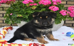 German Shepherd dogs for sale: Baxter - Image 2