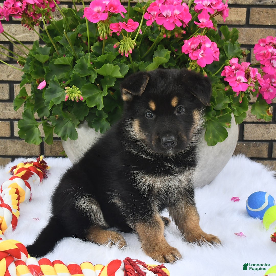 German Shepherd dogs for sale: Baxter - Image 2