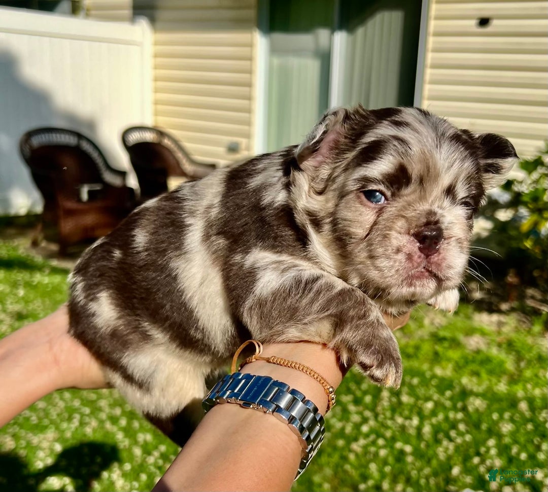 French Bulldog dogs for sale: Sour Patch The Fluffy - Image 3