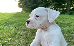 Boxer dogs for sale: Spencer - Image 4