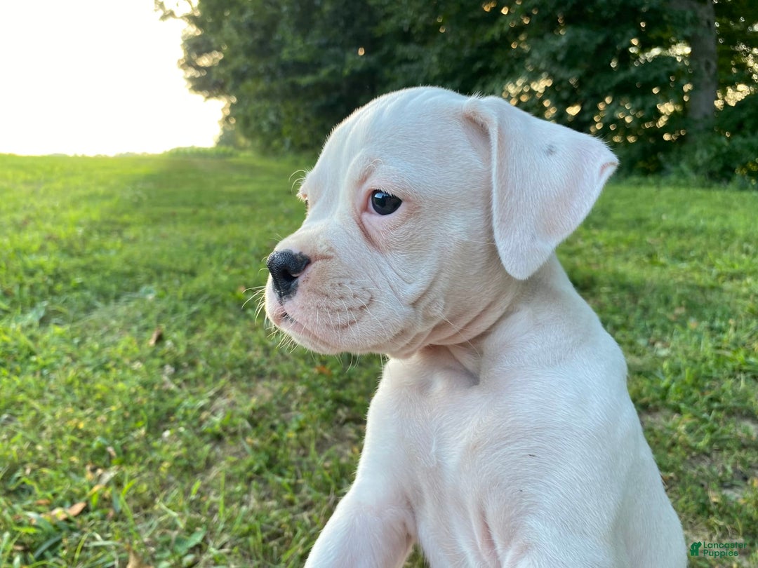 Boxer dogs for sale: Spencer - Image 4