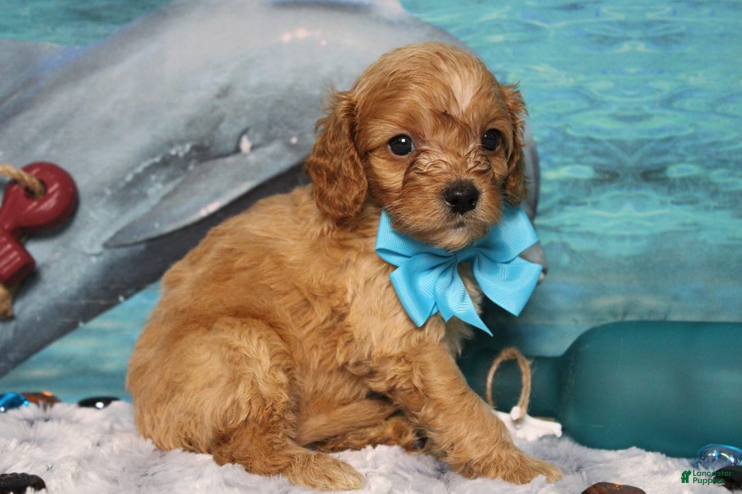 Cavapoo dogs for sale: Phoenix - Image 52