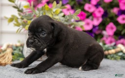 Boxer dogs for sale: Shadow - Image 2