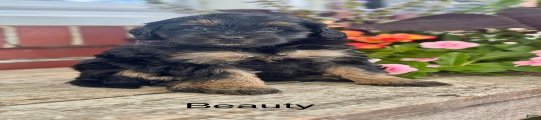 Beauty