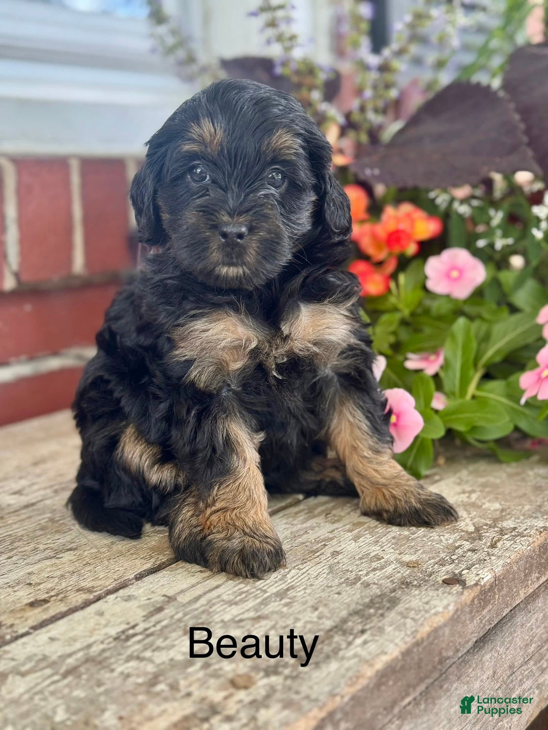 Mini Bernedoodle dogs for sale: Beauty - Image 8