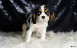 Cavalier King Charles Spaniel dogs for sale: Agate - Image 4
