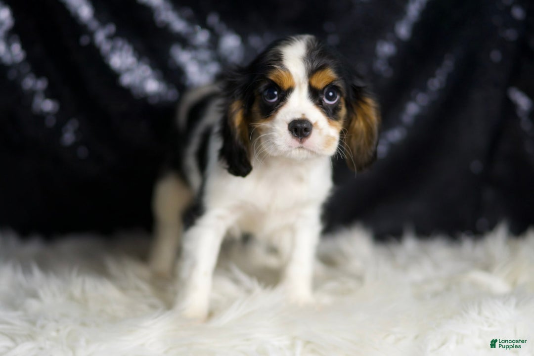 Cavalier King Charles Spaniel dogs for sale: Agate - Image 4