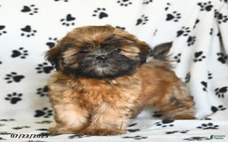 Shih Tzu dogs for sale: Leo - Image 6