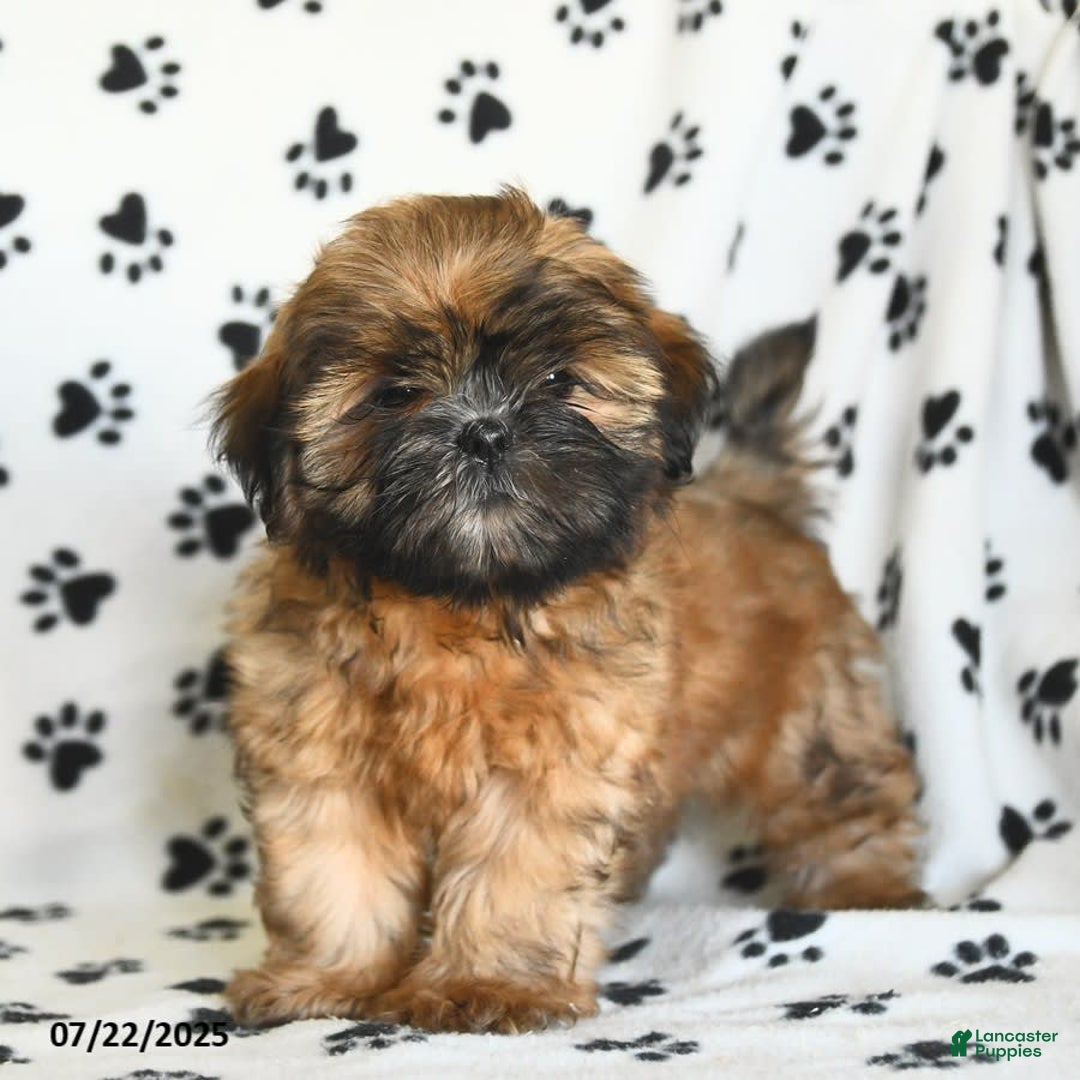Shih Tzu dogs for sale: Leo - Image 6