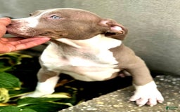 American Bully dogs for sale: "   Aaliyah" - Image 6