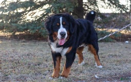 Bernese Mountain Dog dogs for sale: Beau - Image 1