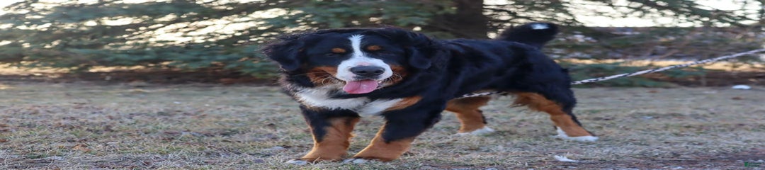 Beau