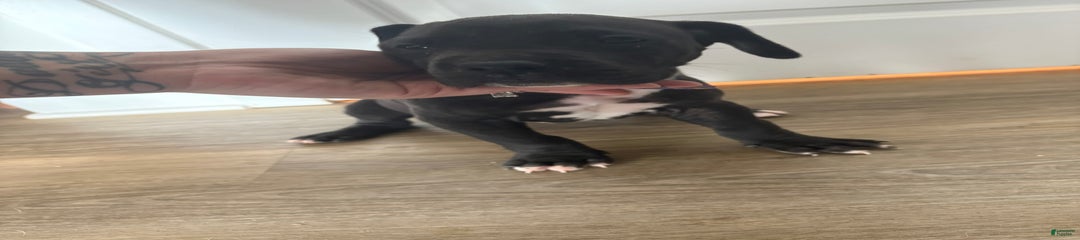 Tank