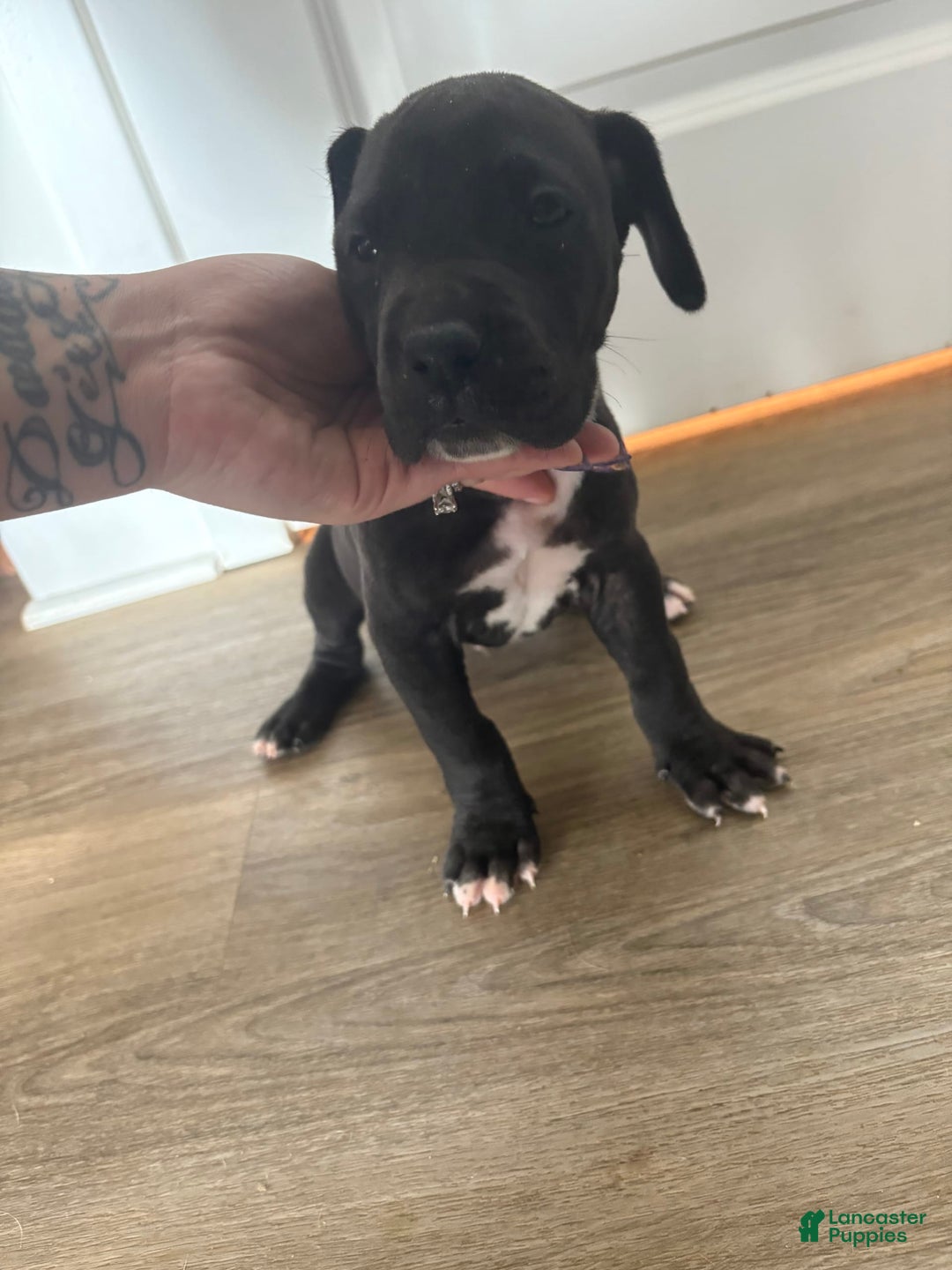 Great Dane dogs for sale: Tank - Image 1