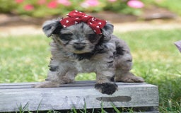 Yorkiepoo dogs for sale: Prissie - Image 14