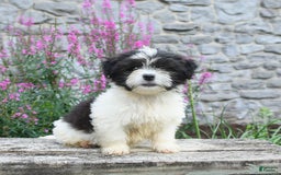 Malshi dogs for sale: Moose Tracks - Image 10