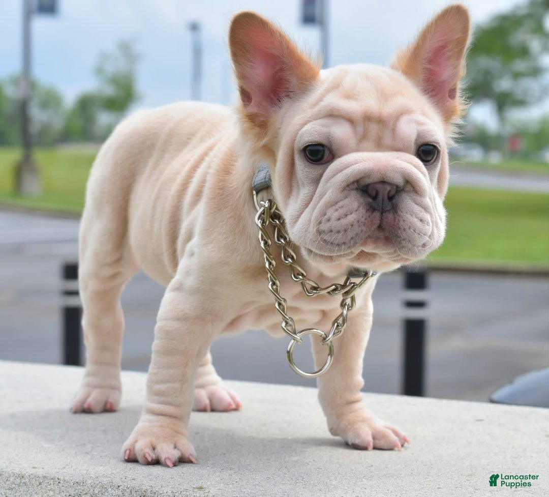 French Bulldog dogs for sale: Rayna Big Rope Velvet Fluffy - Image 34