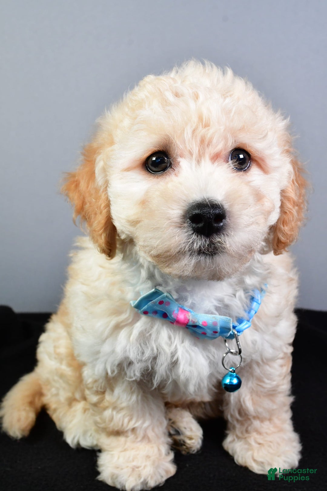 Bichpoo dogs for sale: Sammy - Image 6