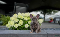 French Bulldog dogs for sale: Remi - Image 16