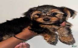 Yorkshire Terrier dogs for sale: Stella - Image 3
