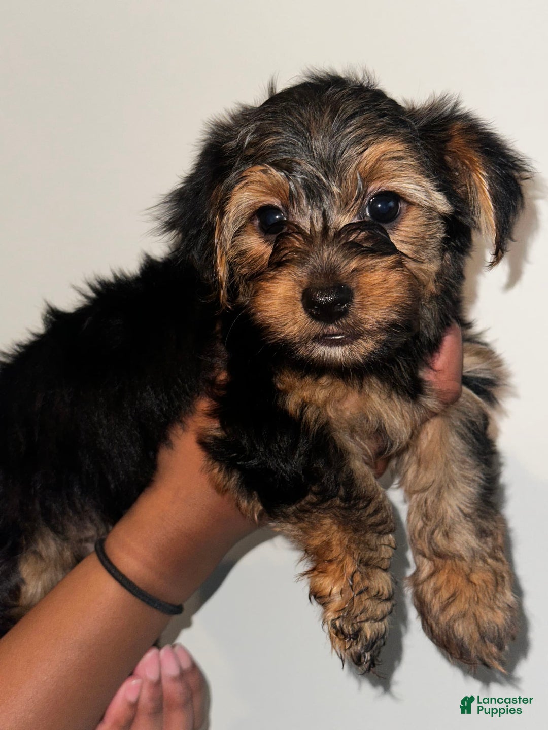 Yorkshire Terrier dogs for sale: Stella - Image 3