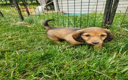 Dachshund dogs for sale: Lena - Image 7