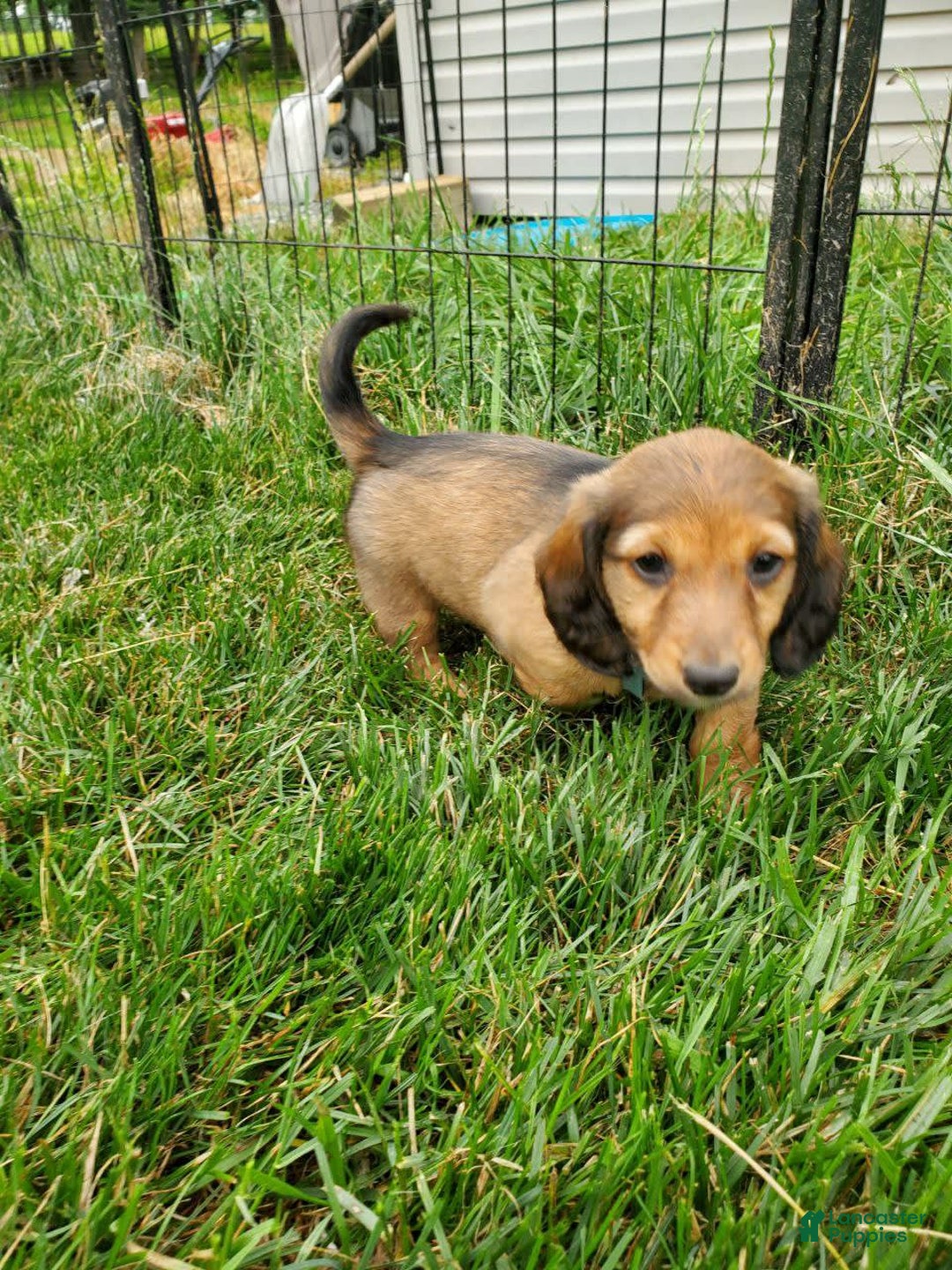 Dachshund dogs for sale: Lena - Image 7