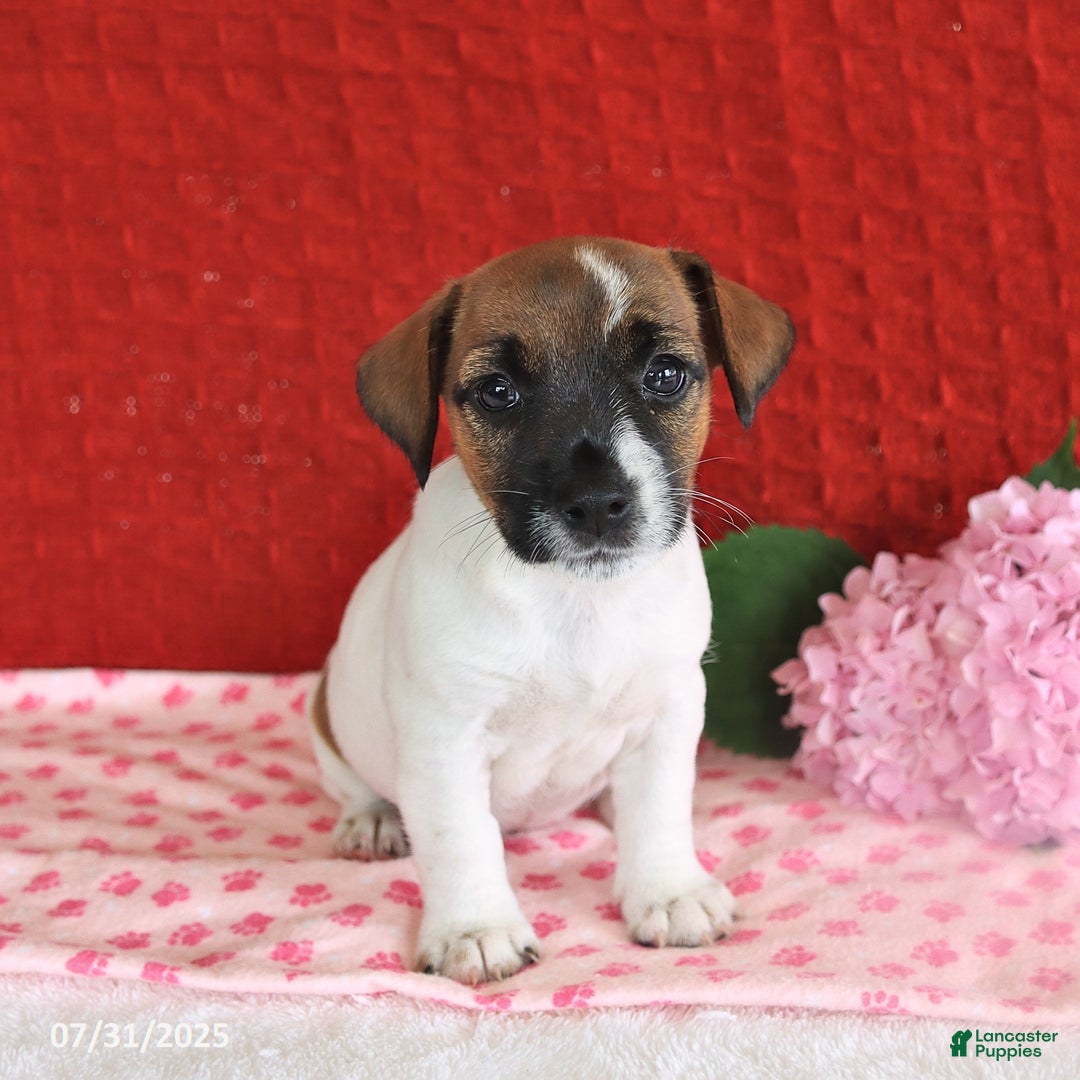 Jack Russell Terrier dogs for sale: Raine - Image 2