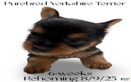 Yorkshire Terrier dogs for sale: Buddy - Image 6