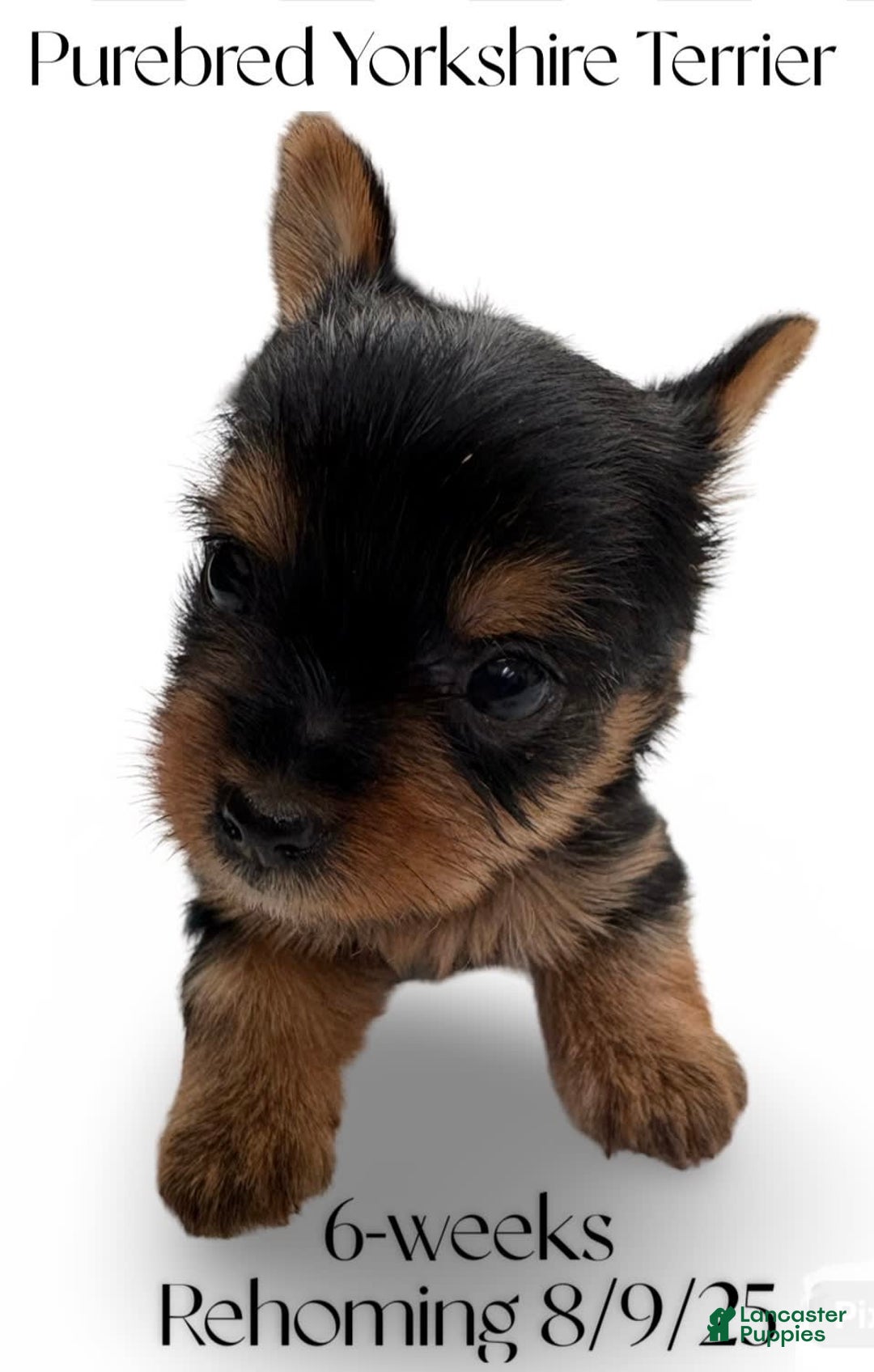 Yorkshire Terrier dogs for sale: Buddy - Image 6